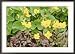 Summer Partners, Caltha Palustris & Astilbe X Andresii Wisley Collections Framed Photographic Poster Print by Sunniva Harte, 36x26