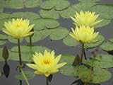 11x14 Digital Art Limited Edition Prints Waterlily Floral Realist Golden Lotus 4