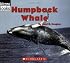 Humpback Whale (Welcome Books)