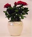 Miniature Roses in Pearl Ceramic Pot - A Beautiful Valentine's Day Gift!