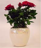 Miniature Roses in Pearl Ceramic Pot - A Beautiful Valentine's Day Gift!