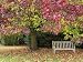 Bench under Liquidambar Tree, Hilliers Gardens, Ampfield, Hampshire, England, United ...