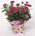 Potted Pink Miniature Rose Plant