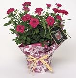 Potted Pink Miniature Rose Plant