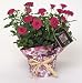 Potted Pink Miniature Rose Plant