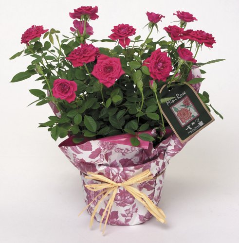 Potted Pink Miniature Rose Plant