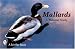 Book Mallards, a Pictorial Study