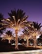 Twinkly Lights at Orlando's Peabody Hotel - Beautiful 16"x20" Photographic Print by Carol M. Highsmith