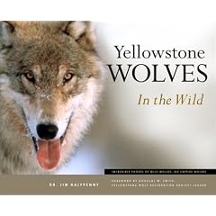 Yellowstone Wolves in the Wild