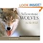 Yellowstone Wolves in the Wild