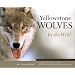 Yellowstone Wolves in the Wild