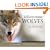 Yellowstone Wolves in the Wild