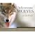 Yellowstone Wolves in the Wild