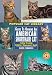 american_shorthair7american shorthair - American Shorthair Cat Popular Cat Library