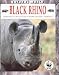 Search : Black Rhino (Natural World)
