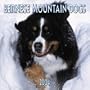 Bernese Mountain Dogs 2004 Calendar