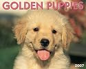 Golden Retriever Puppies 2007 Calendar