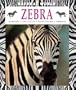 Zebra (Natural World (Hardcover Raintree))