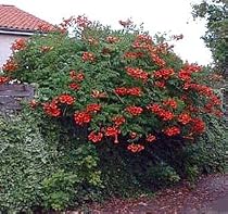 Madame Galen Trumpet Vine Plants - Campsis