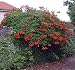 Madame Galen Trumpet Vine Plants - Campsis