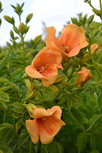Summer Jazz Gold Trumpet Vine - Campsis - 2.5 Summer Jazz Gold Trumpet Vine - Campsis - 2.5