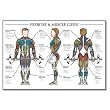 Algra Men's Exercise & Muscle Guide