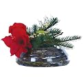 Amaryllis with pine - Christmas Red(13 x 13 x 9")