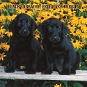 Black Labrador Retriever Puppies 2007 Calendar