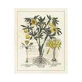 Besler Floral II Poster Print