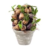 Potted Hyacinth Bulb