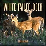 White-Tailed Deer 2006 Calendar