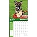 German Shepherds 2017 American Kennel Club Wall Calendar