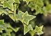 Ivy - 36W x 26H - Peel and Stick Wall Decal by Wallmonkeys