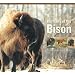 Portraits of the Bison: An Illustrated Guide to Bison Society