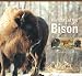 Portraits of the Bison: An Illustrated Guide to Bison Society