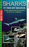 Sharks On Their Best Behaviour