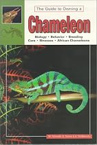 The Guide to Owning a Chameleon