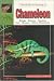 The Guide to Owning a Chameleon