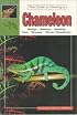 The Guide to Owning a Chameleon