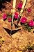 Winged Weeder - Compact