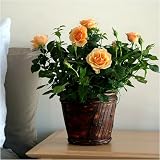 Palace Rose