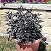 Black Pearl Hot Pepper 10 Seeds - Ornamental/Edible - 2006 All-America Selection Winner