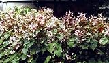 Hardy Begonia Grandis 20 Seeds