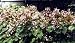 Hardy Begonia grandis 20 Seeds - Shade Perennial
