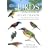 Birds of the Indian Ocean Islands: Madagascar, Mauritius, R�union, Rodrigues, Seychelles and the Comoros