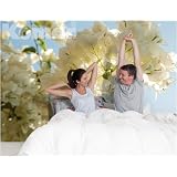 Brewster 4-120 Komar Wall Mural with Paste Morning Sun, 8-Ft 4-Inch by 6-Ft