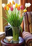 Easter Tulips Bouquet - Fresh Cut from California - 30 Stems - Free Fast Shipping