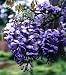 Amethyst Falls Wisteria Starter Plant - Outdoors/Bonsai