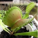 Big Jaws Venus Fly Trap Plant - CARNIVOROUS - Dionaea