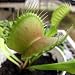 Big Jaws Venus Fly Trap Plant - CARNIVOROUS - Dionaea